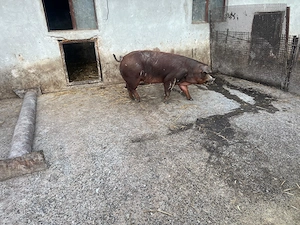 Vând porci