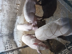 Purcei 40 45kg