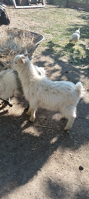 Vand o iadă și un țap,în vârstă de 3 luni - imagine 2