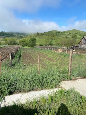 Vând teren în sat Șmig, com. Alma, Jud .Sibiu. 1625 mp. - imagine 6