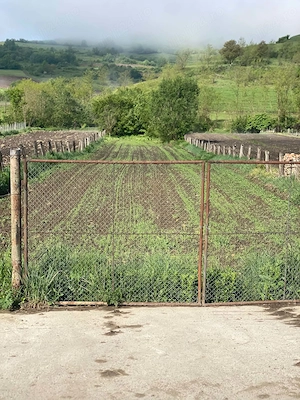 Vând teren în sat Șmig, com. Alma, Jud .Sibiu. 1625 mp. - imagine 4