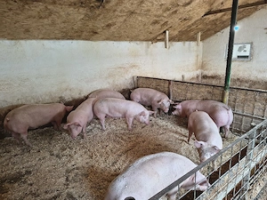 porci de vanzare - imagine 3