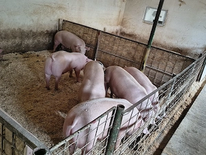 porci de vanzare
