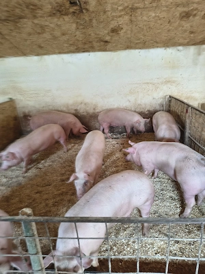 porci de vanzare - imagine 5