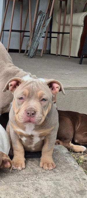 American Bully