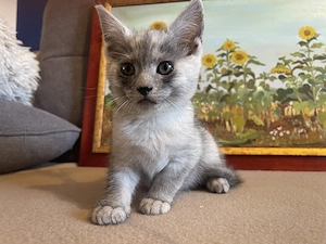 British shorthair - imagine 4