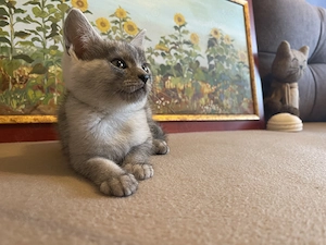 British shorthair - imagine 3
