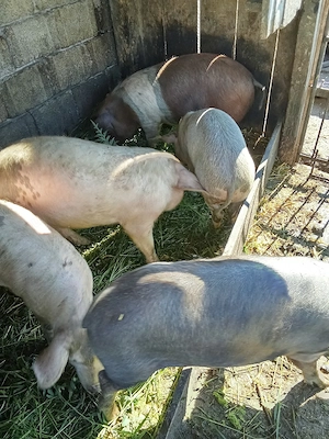 pentru vînzare 5 băieți. 