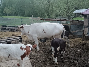 vaca 10-12 litri la zi gestanta 