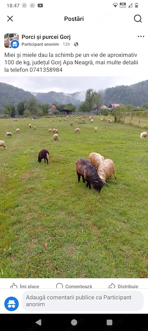 Miei de vânzare 