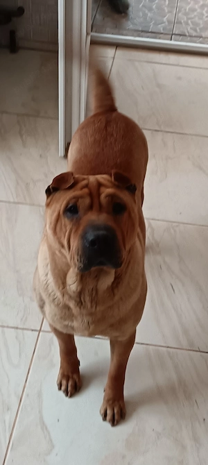 Catea sharpei de vanzare