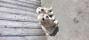 puiuți bichon havanez  - imagine 2