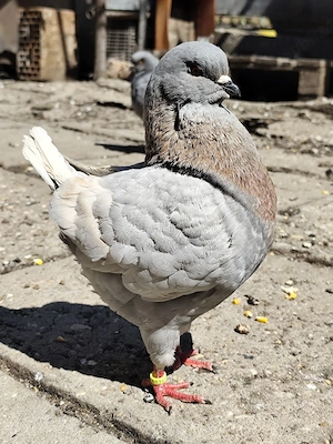 porumbei king