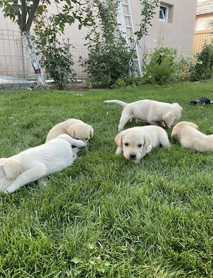 Labrador Retriver  - imagine 2
