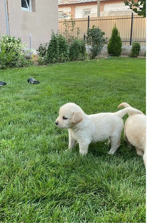 Labrador Retriver  - imagine 3