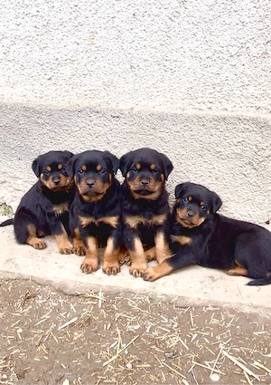 Pui Rottweiler cu pedigree
