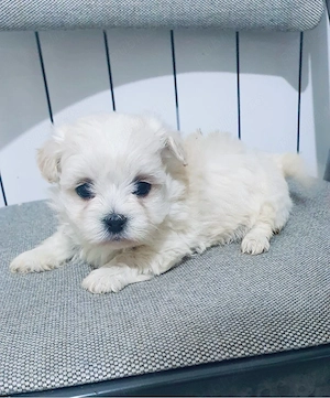 Bichon maltez pui 