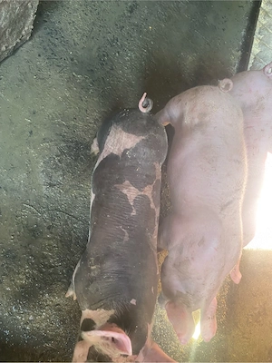 disponibili2 masculi de 8 saptamâni rasa de carne