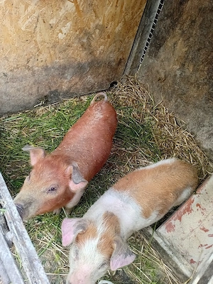 2 soldani de vânzare 