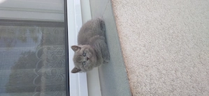 Pui pisica british shorthair blue