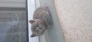 Pui pisica british shorthair blue - imagine 3