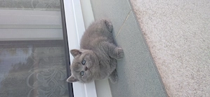 Pui pisica british shorthair blue - imagine 2
