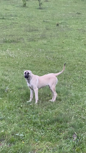femela Kangal buna de turma si paza 
