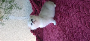 Pui de pisica rasa pura british shorthair chinchila silver - imagine 2