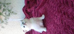 Pui de pisica rasa pura british shorthair chinchila silver - imagine 3