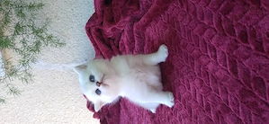 Pui de pisica rasa pura british shorthair chinchila silver