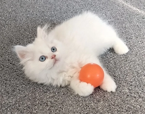 pui angora turcească 