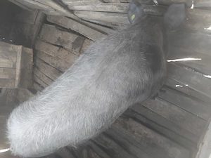 Porc peste 150 kg - imagine 2