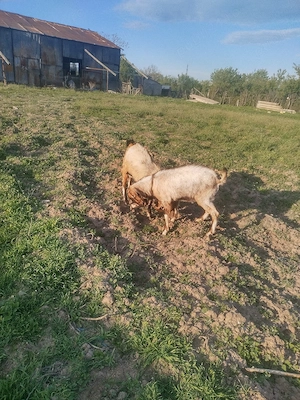 vînzare sau schimb 2 țapi genetic șuți  - imagine 2