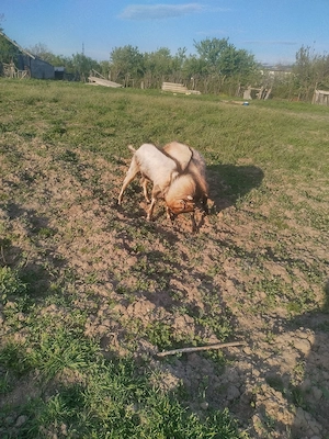 vînzare sau schimb 2 țapi anglonubieni genetic șuți 