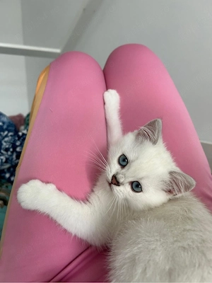 Motanel british shorthair silver point - imagine 4
