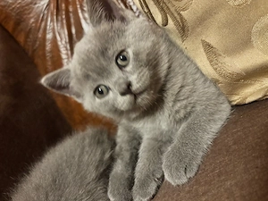 British Shorthair