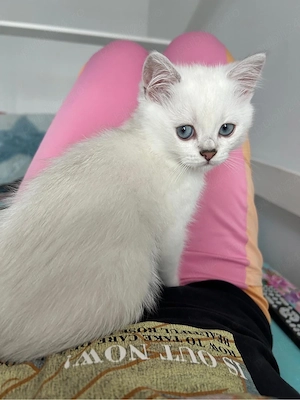 Motanel british shorthair silver point - imagine 3