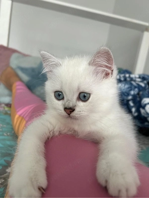 Motanel british shorthair silver point