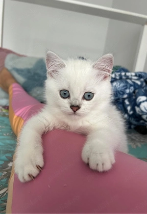 Motanel british shorthair silver point - imagine 5