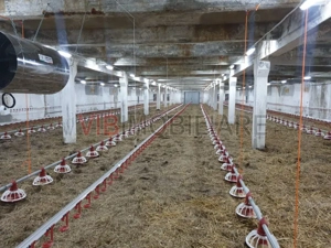 Ferma avicola populata, aparoape de Oradea - imagine 3