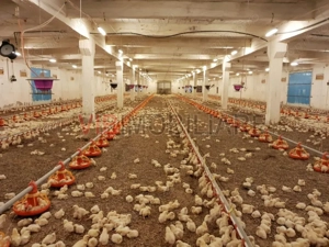 Ferma avicola populata, aparoape de Oradea - imagine 2