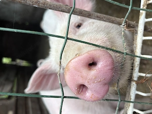Purcei de vânzare Petrachioaia  pietrean cu marele alb 