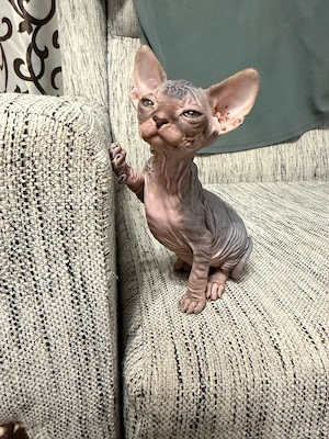 Pisicuțe Sphinx - imagine 2