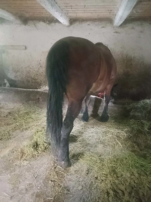 Vând iapă cu tot cu mânză 