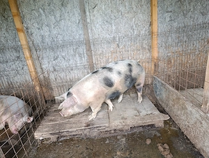 Vând porci de carne