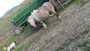 Vând pone   mai multe detalii la telefon 