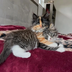 maine coon puiuti
