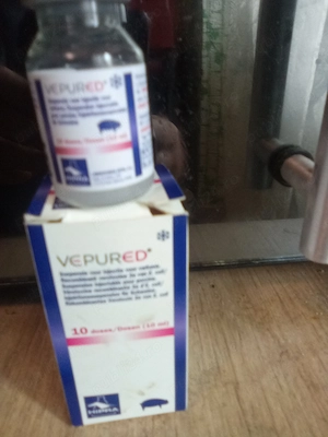 Soluție injectabilă vepured pentru purcei boala edemelor și imunizare - imagine 2