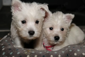 Pui de West Highland Terrier... contactați-ne doar prin