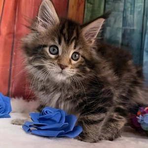maine coon puiuti